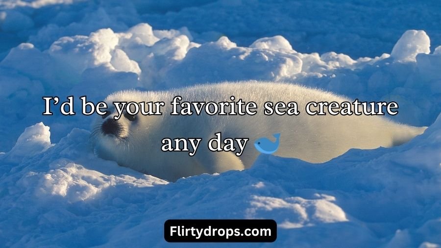 Seal Pickup Lines