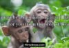 Monkey Pick Up Lines Monkey Pick Up Lines
