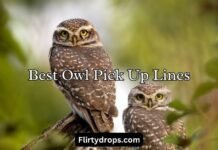 Best Owl Pick Up Lines Best Owl Pick Up Lines