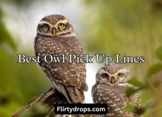 Best Owl Pick Up Lines Best Owl Pick Up Lines
