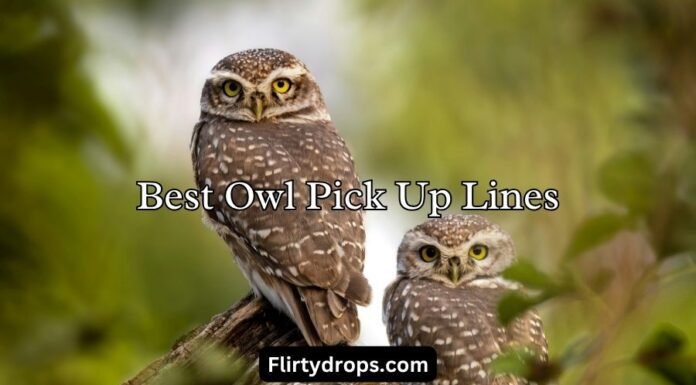 Best Owl Pick Up Lines Best Owl Pick Up Lines