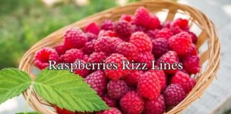 Raspberries Rizz Lines Raspberries Rizz Lines