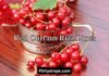 Red Currant Rizz Lines Red Currant Rizz Lines