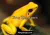Frog Rizz Lines Frog Rizz Lines